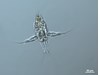Photo of Copepoda: larval stages